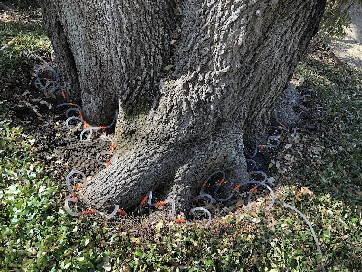 Detailed Tree Cabling and Bracing job site in Dale